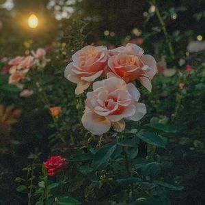 Meet your Posher, Gloria